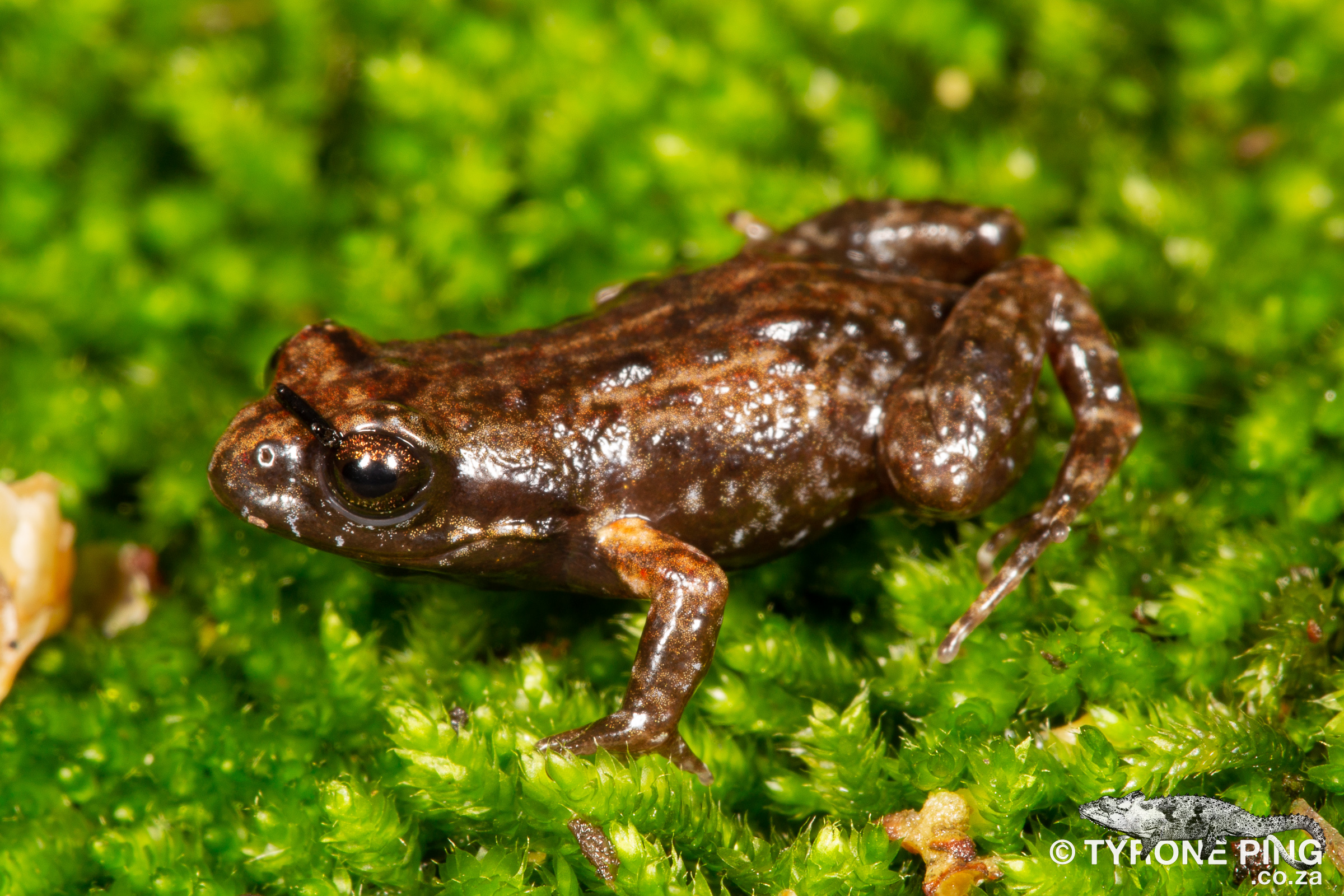 DISCOVER THE MOSS FROGS OF SOUTH AFRICA