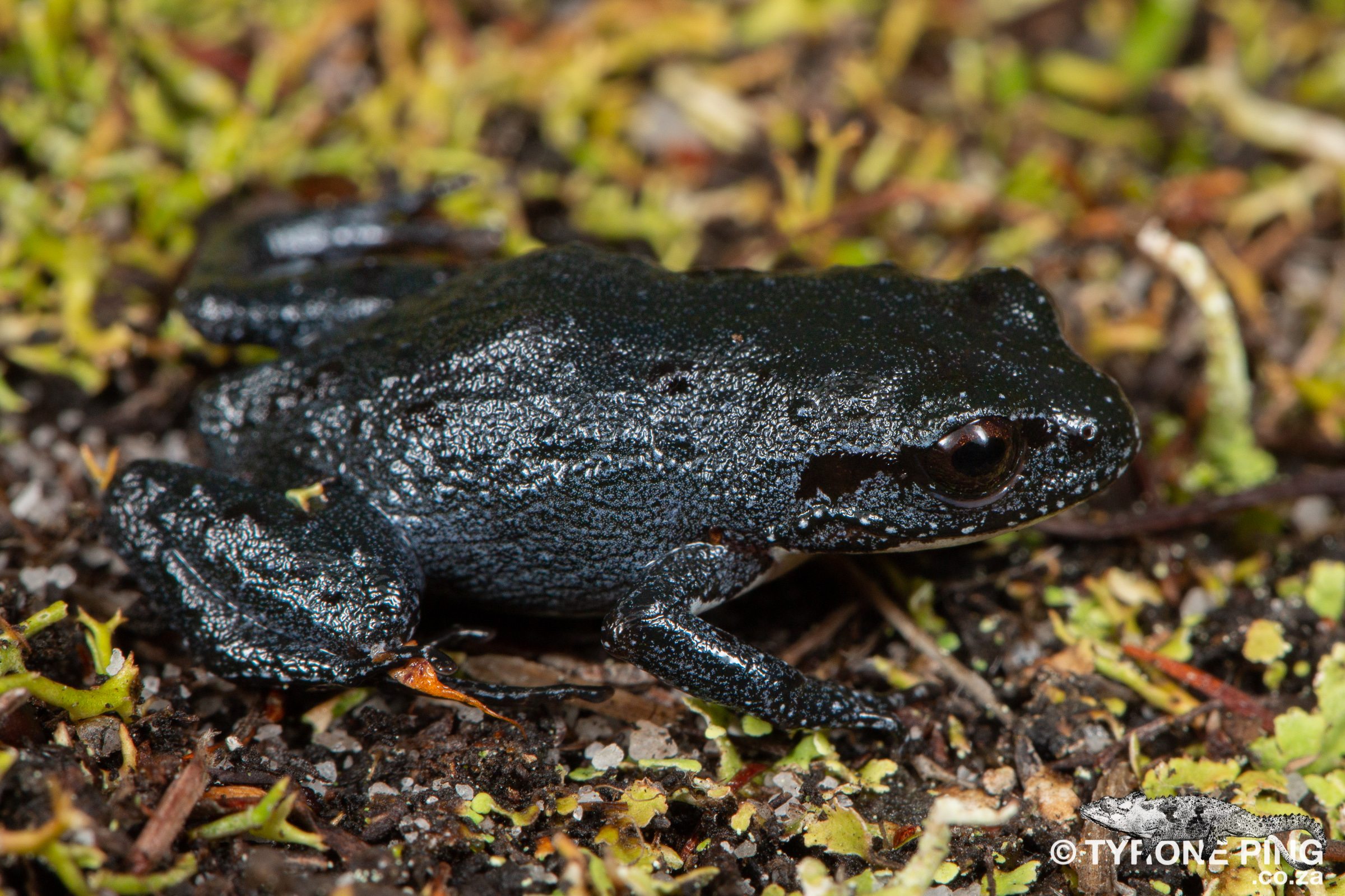 DISCOVER THE MOSS FROGS OF SOUTH AFRICA