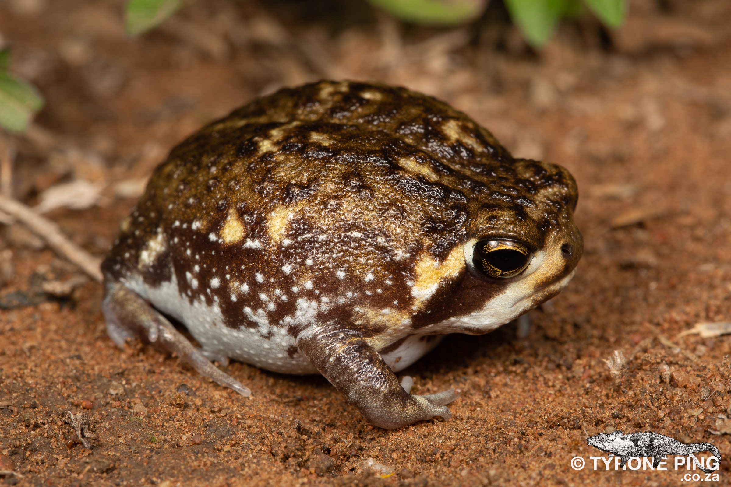 raining frogs real life