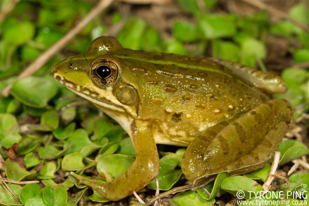 Amietia delalandii - Common River Frog