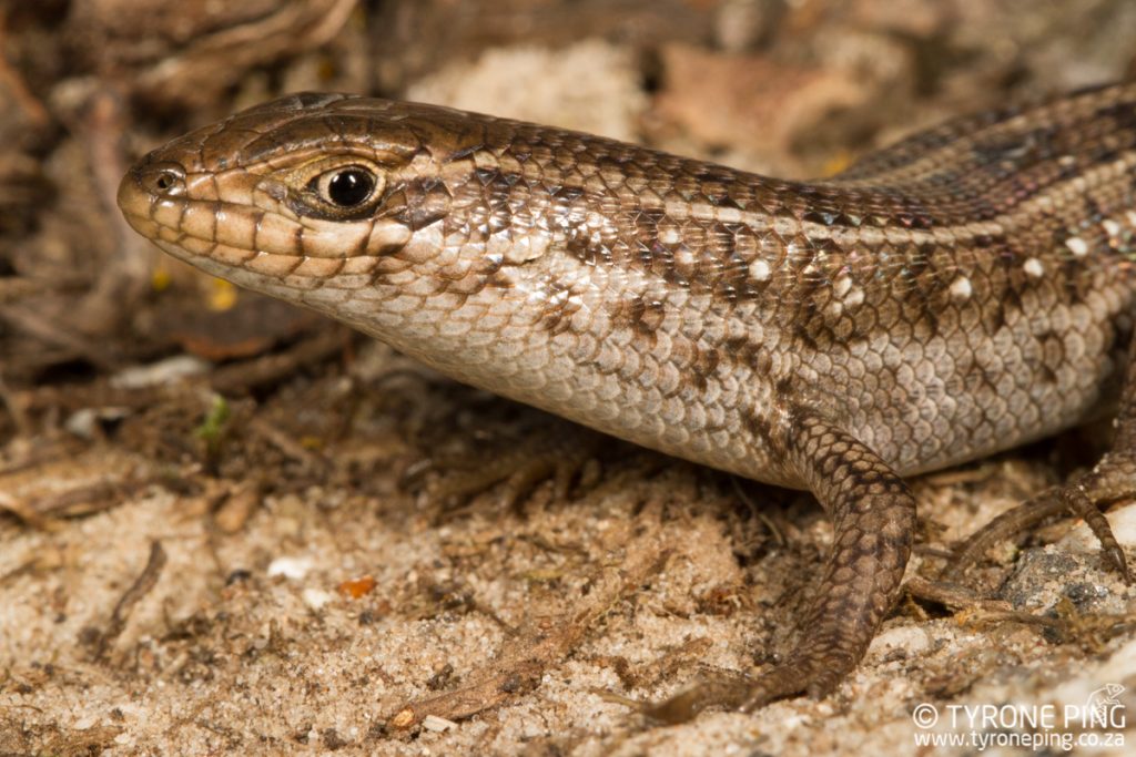 Trachylepis capensis - Cape Skink