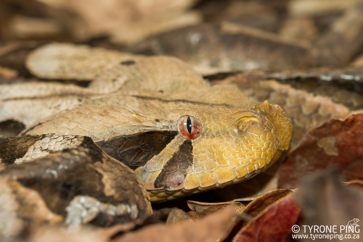 Bitis Gabonica - East African Gaboon Adder