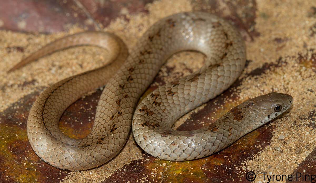 Duberria variegata - Variegated Slug Eater.