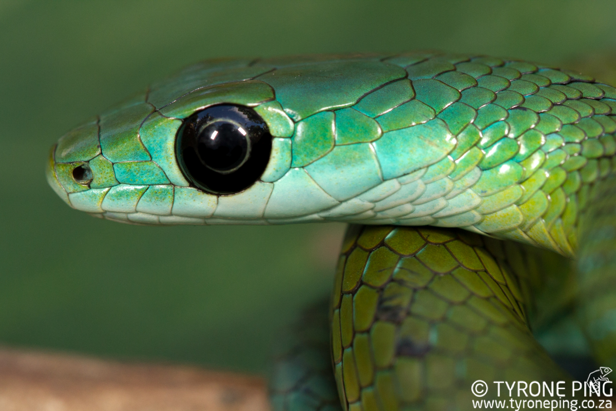 Philothamnus Occidentalis - Western Natal Green Snake.