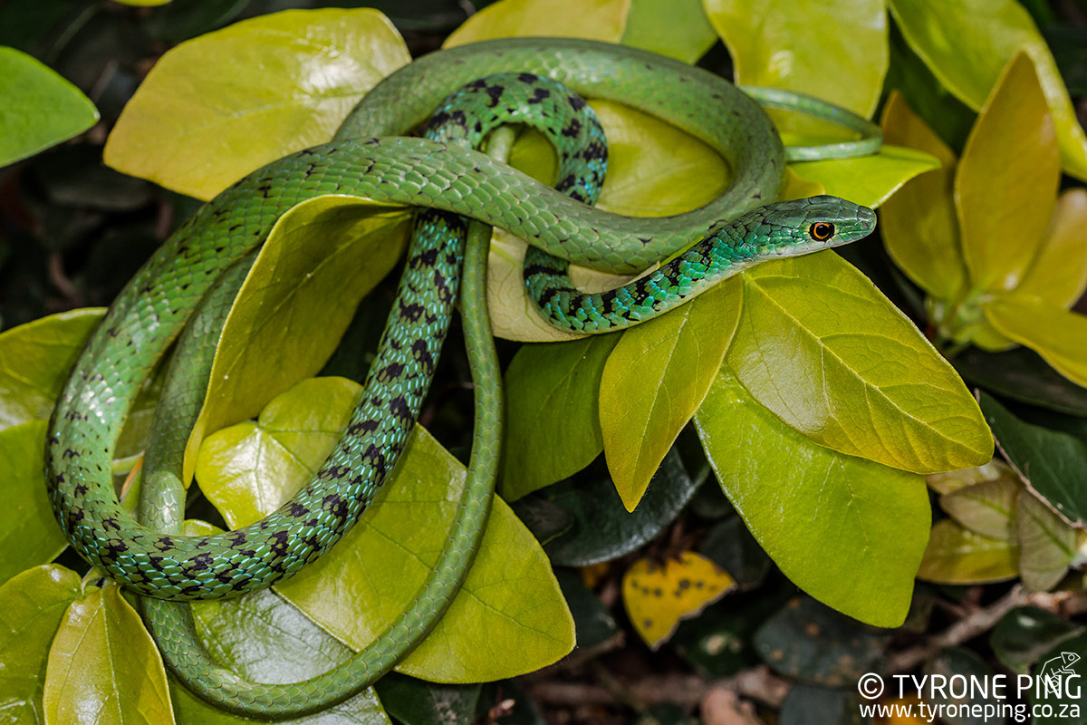 Snakes in Durban