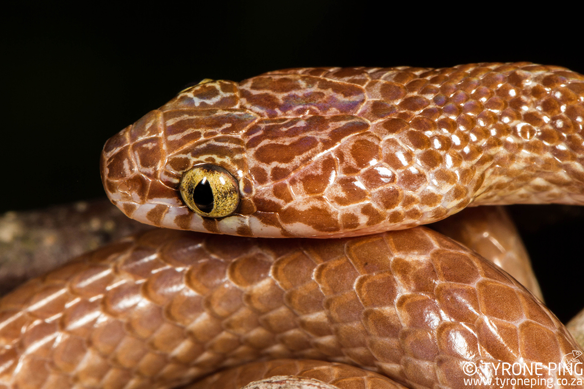 Dipsadoboa aulica - Marbled Tree Snake.