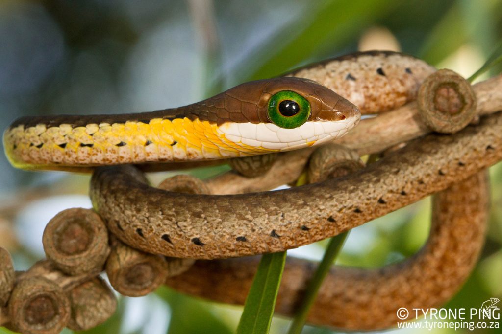 The Common Snakes That Can Be Found in Cape Town