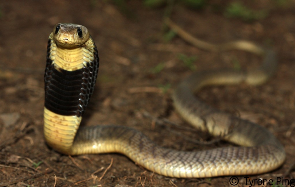 Naja annulifera / Snouted cobra in Zoo Antwerpen