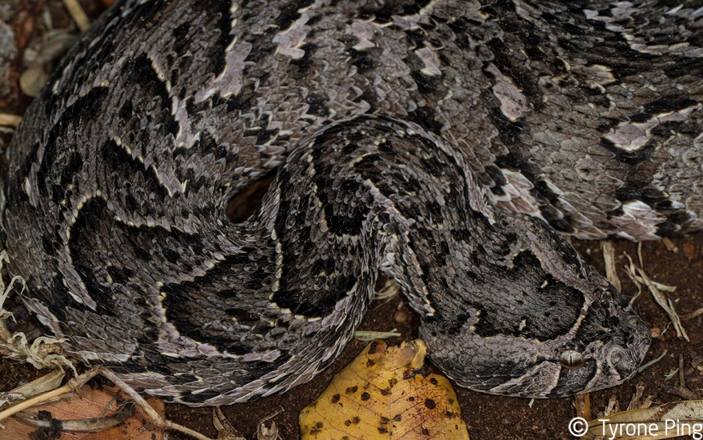 Bitis arietans - Puff Adder.