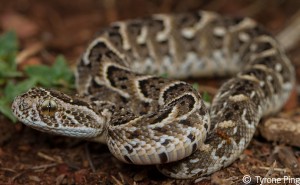 Newly born Bitis arietans - Puff Adder