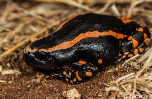 Phrynomantis bifasciatus - Red Banded Rubber Frog