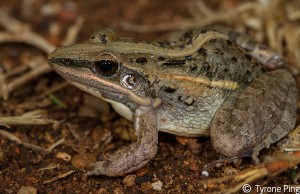 Ptychadena mossambica - Broad Banded Grass Frog