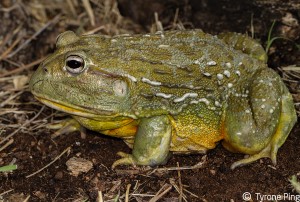 Pyxicephalus adspersus - Giant African Bull Frog.