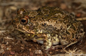 Tomopterna cryptotis - Tremolo Sand Frog