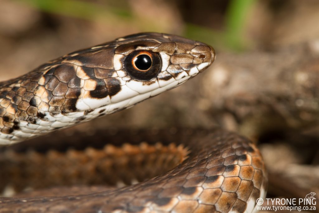 Psammophis leightoni - Cape Sand Snake