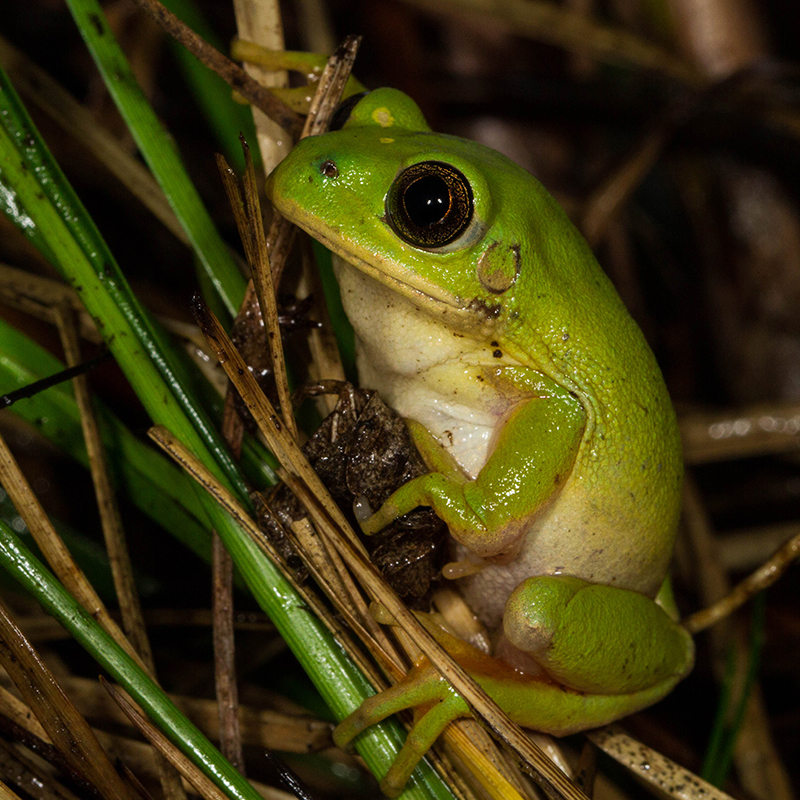 Leptopelis xenodactylus - Long Toed Tree Frog