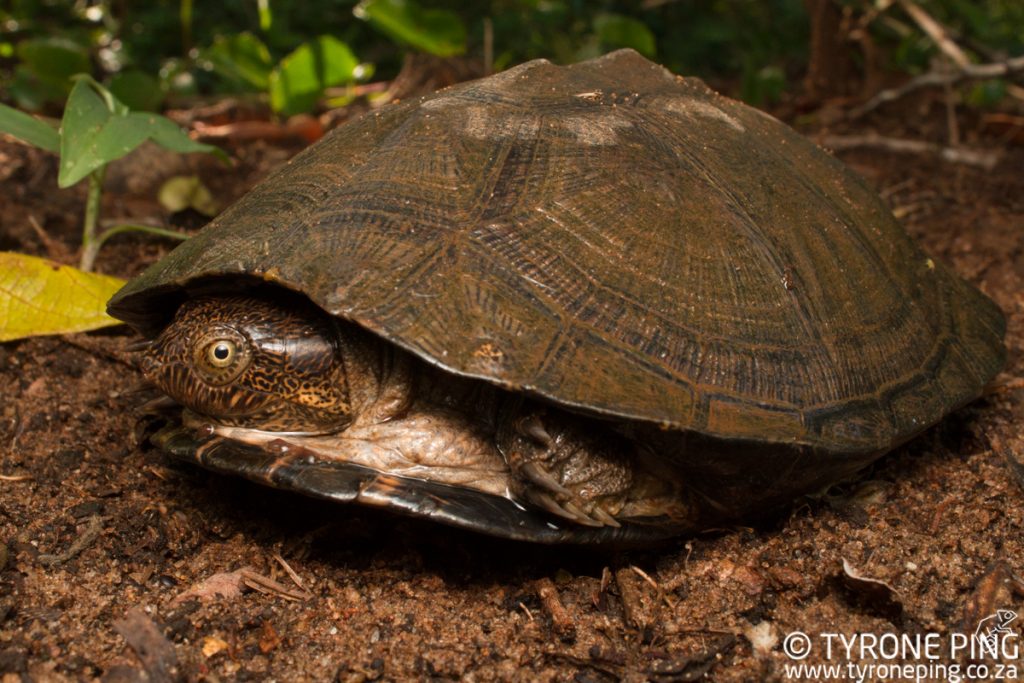 Pelusios Sinuatus - Serrated Hinged Terrapin.