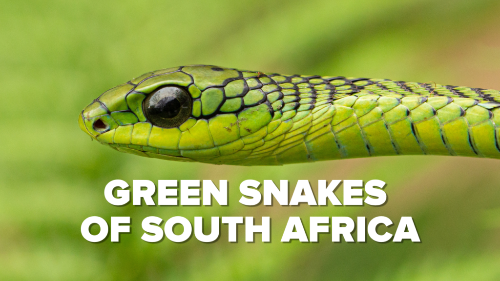 The Green Snakes Found in South Africa - The Harmless and Deadly.