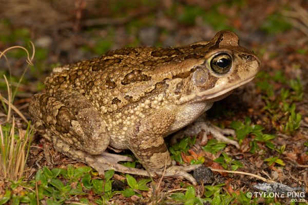 Frogs Of Durban - A Visual Guide To The Frogs And Toads.