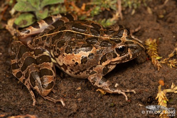 Frogs Of Durban - A Visual Guide To The Frogs And Toads.