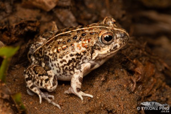 First Frogging Trip Of the Season - With The Wild Volunteers