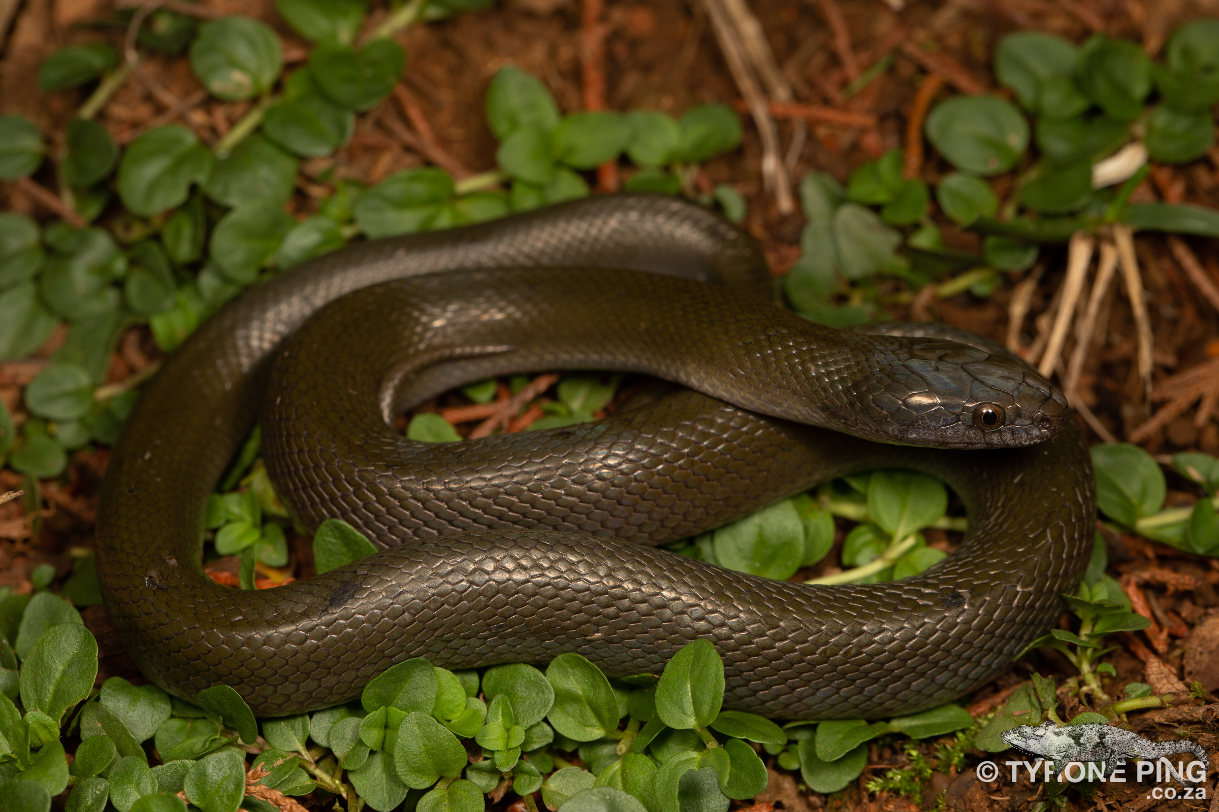 The Common Harmless Snakes Of South Africa - Tyrone Ping