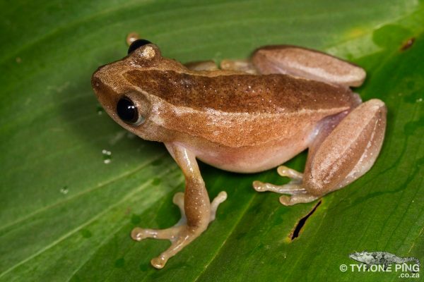 Frogs Of Durban - A Visual Guide To The Frogs And Toads.