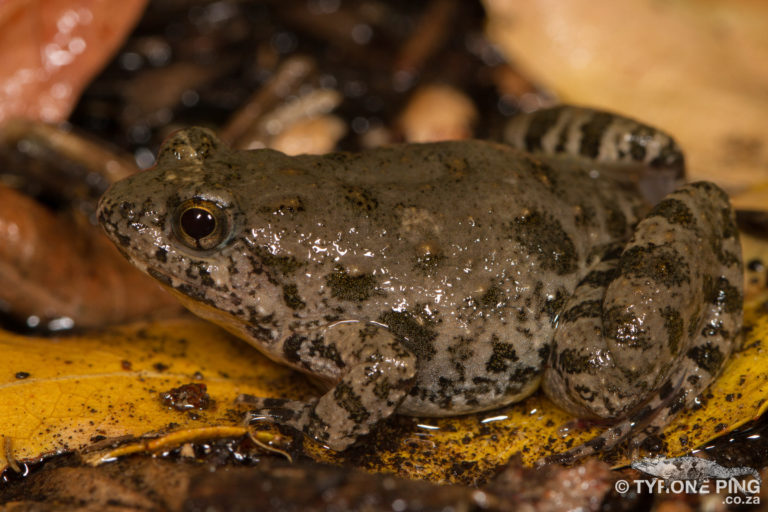 Frogs Of Durban - A Visual Guide To The Frogs And Toads.