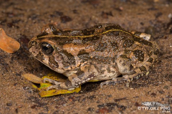 Frogs Of Durban - A Visual Guide To The Frogs And Toads.