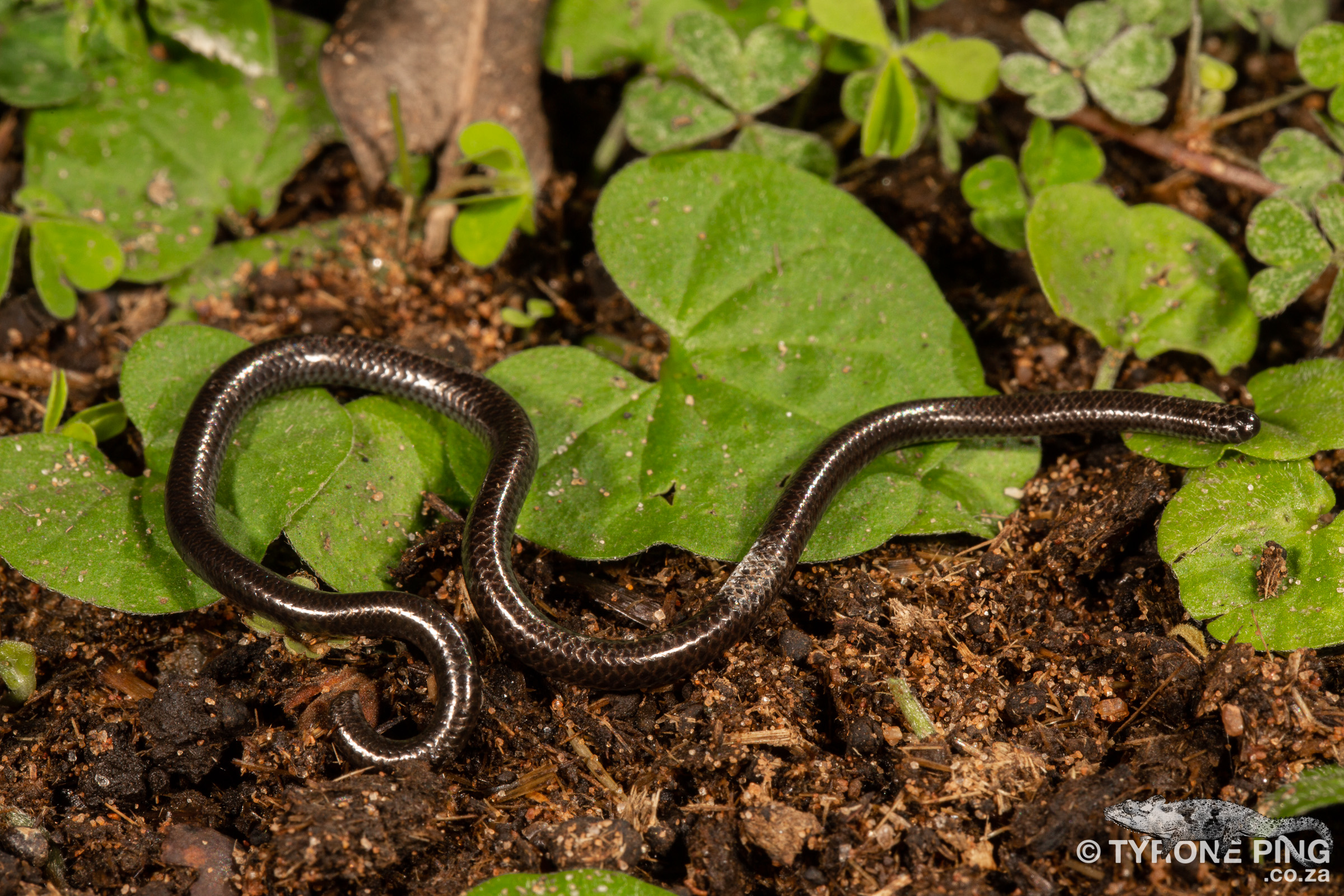 Leptotyphlops Scutifrons - Peters' Thread Snake