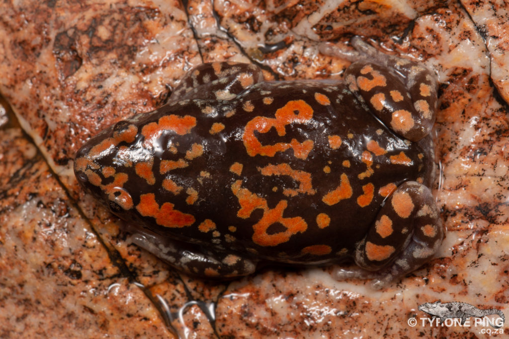 Phrynomantis annectens - Marbled Rubber Frog.