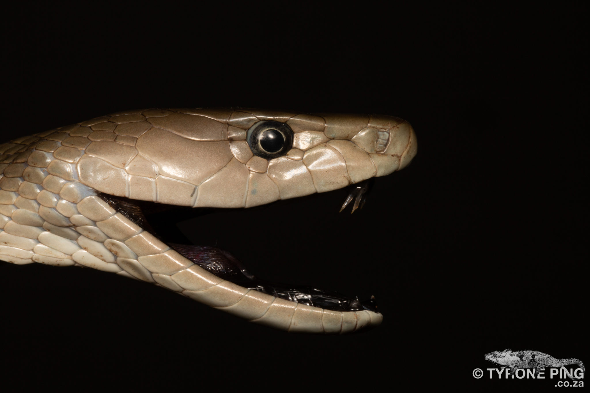 Fang Structure In Snakes Of South Africa By Tyrone Ping