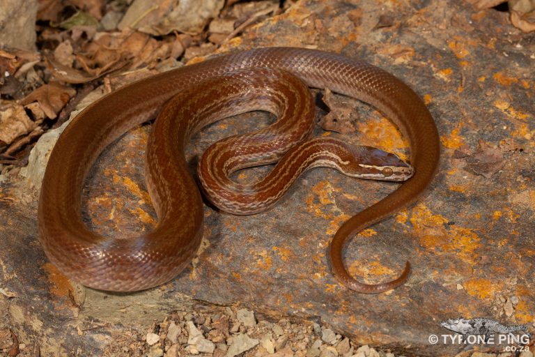 The Common Harmless Snakes of South Africa - Tyrone Ping