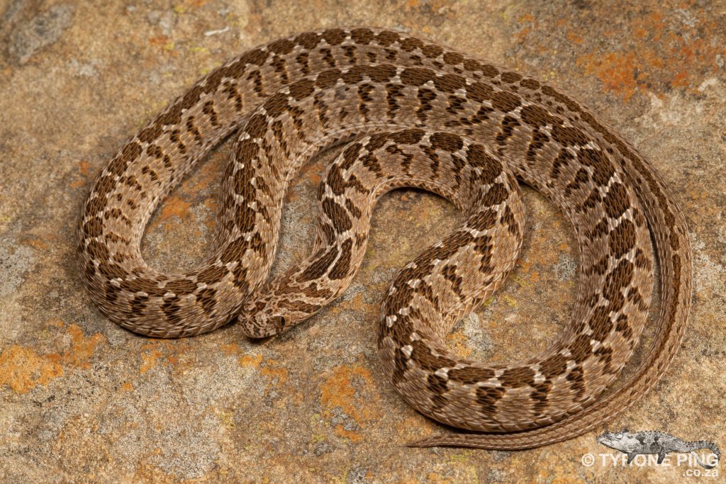 Dasypeltis scabra | Rhombic Egg Eater | Tyrone Ping | Harmless Snake