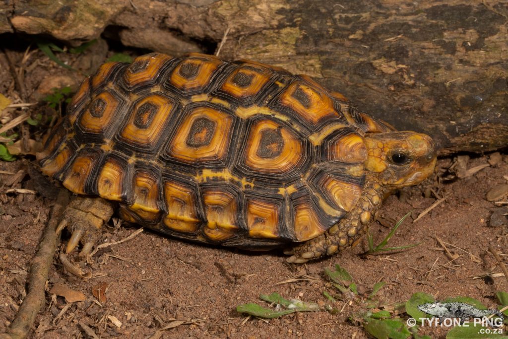 Kinixys natalensis - Natal Hinged Back Tortoise