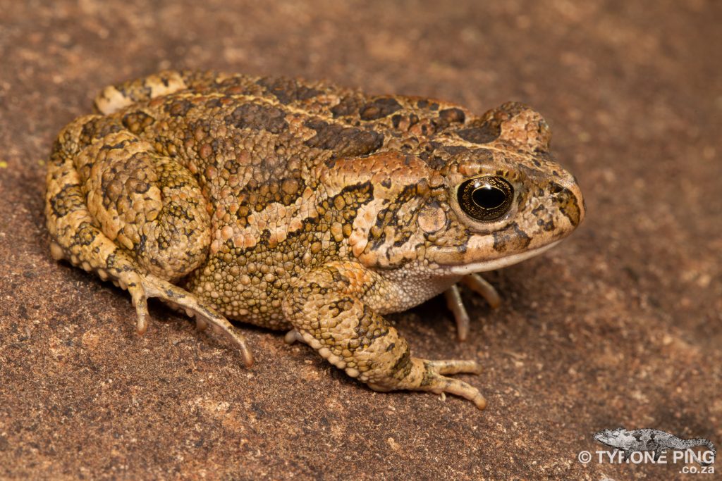 Guttural Toad - Sclerophrys gutturalis