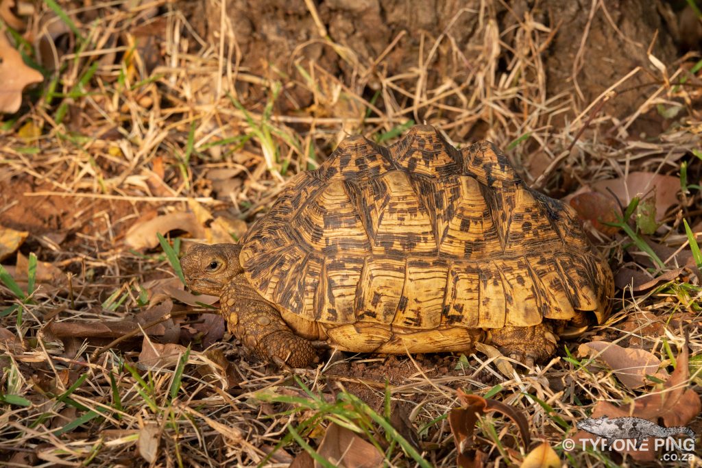 Stigmochelys pardalis - Leopard Tortoise