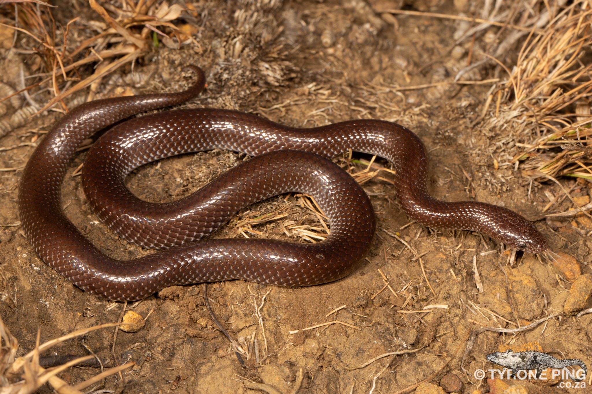 The Common Harmless Snakes of South Africa - Tyrone Ping