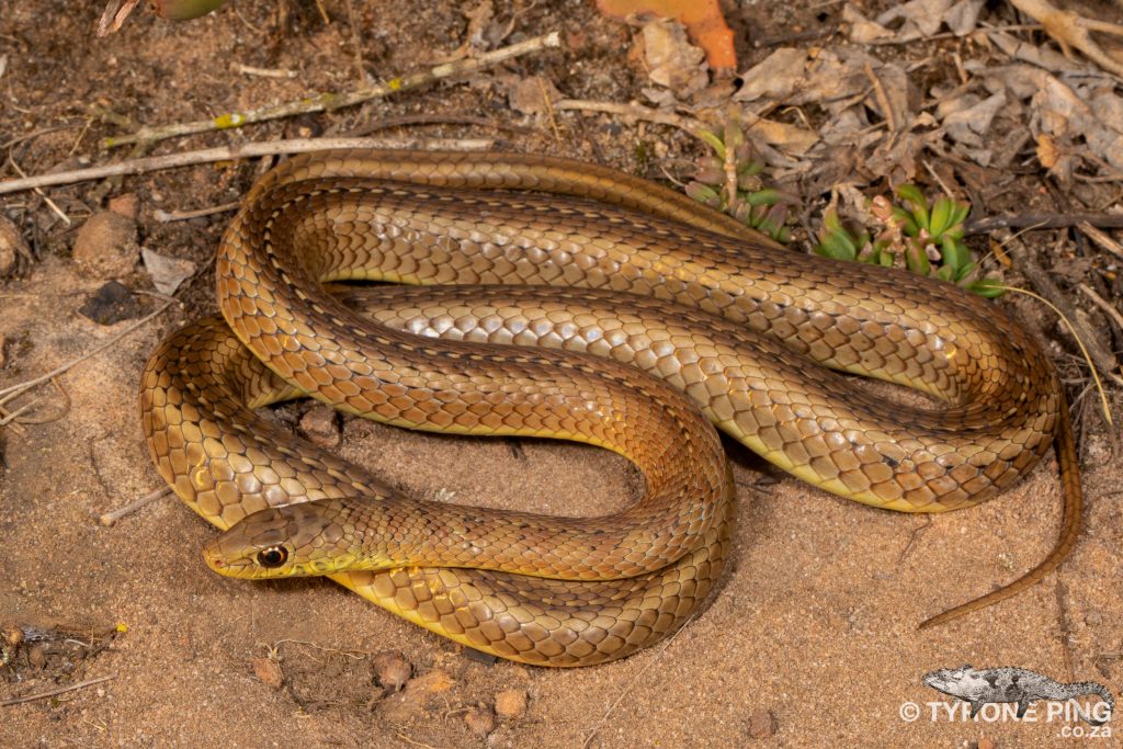 Psammophis brevirostris - Short Snouted Grass Snake