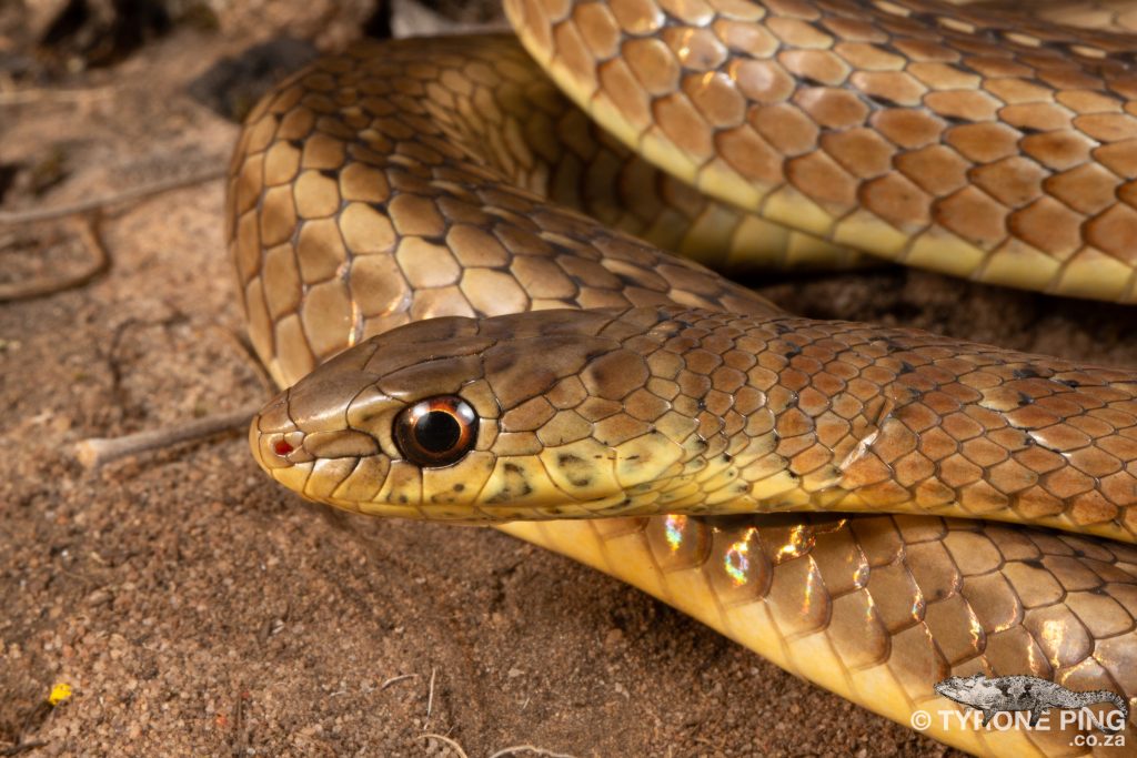 Psammophis brevirostris - Short Snouted Grass Snake