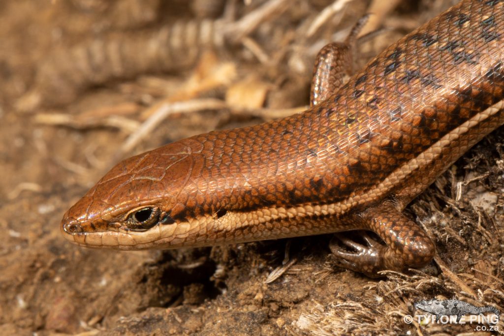 Trachylepis varia - Variable Skink