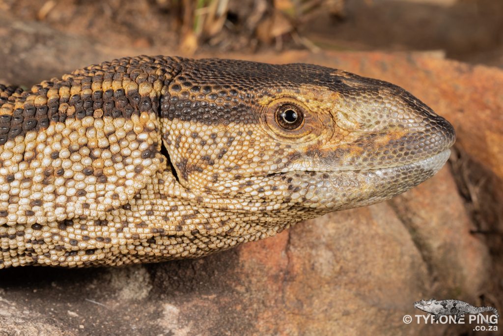 Varanus albigularis - Rock Monitor