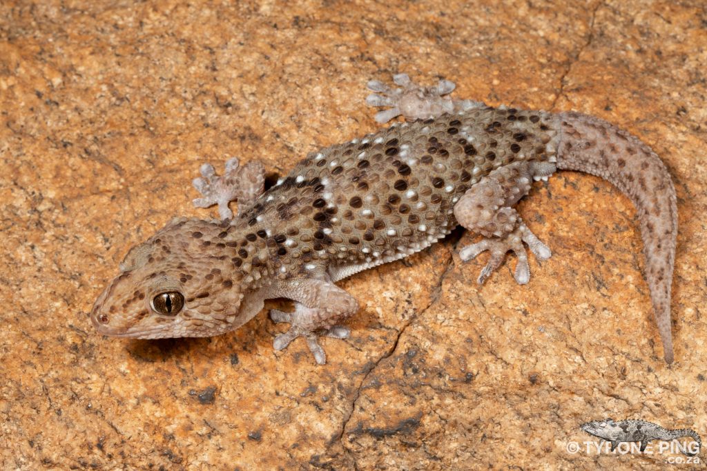 Chondrodactylus turneri - Turners Gecko