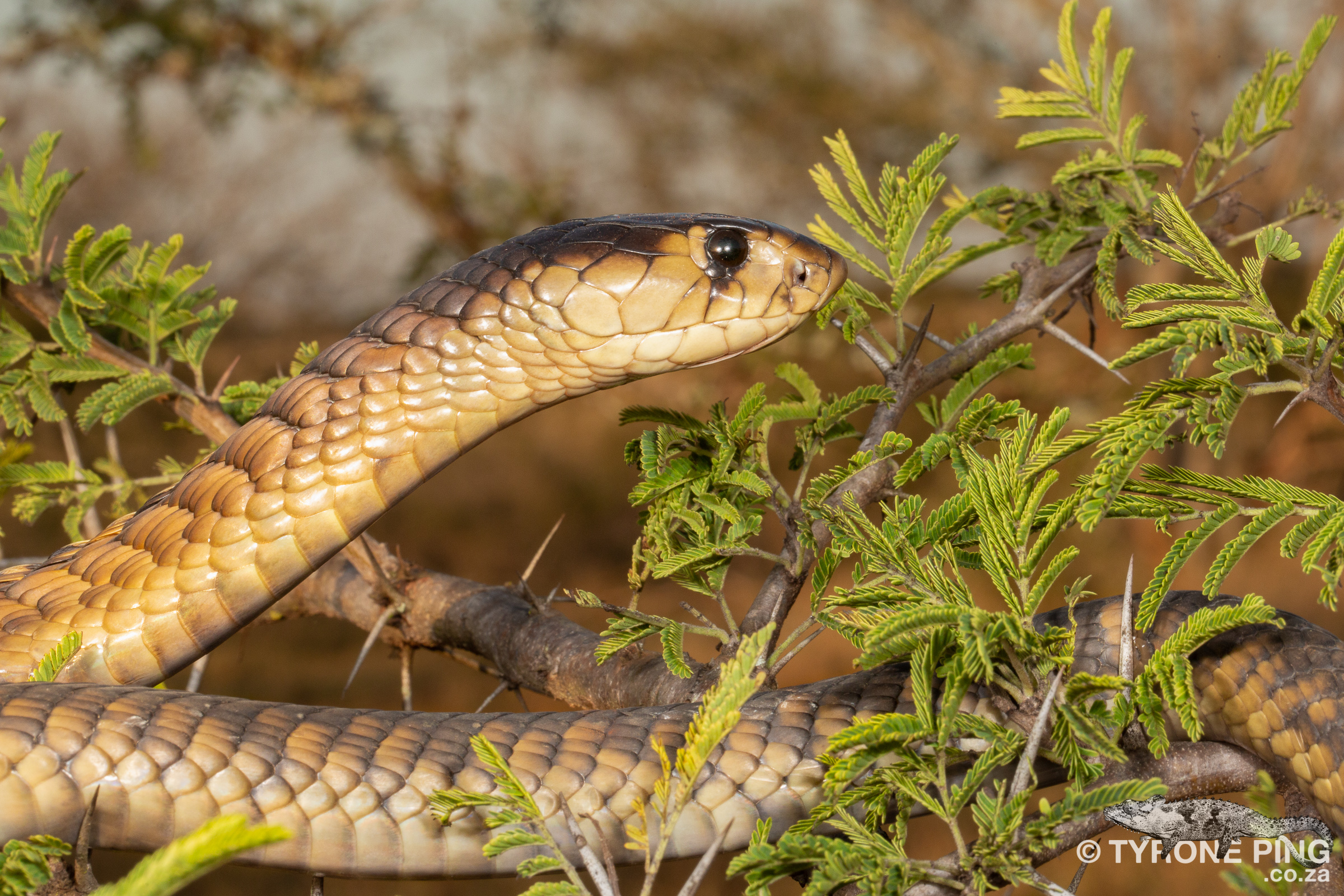 Naja annulifera / Snouted cobra in Zoo Antwerpen