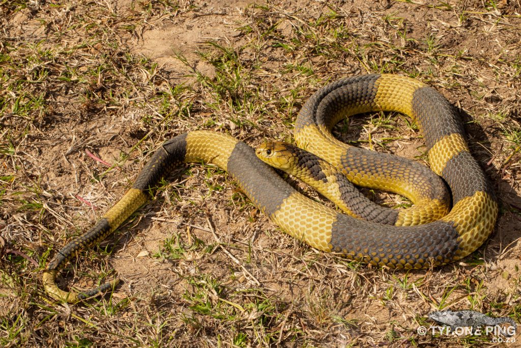 Naja annulifera / Snouted cobra in Zoo Antwerpen