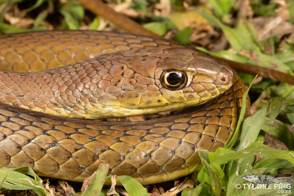 Psammophis mossambicus - Olive Grass Snakex