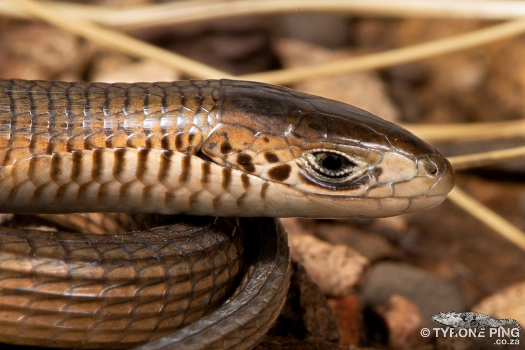 Tetradactylus africanus - Eastern Long-tailed Seps