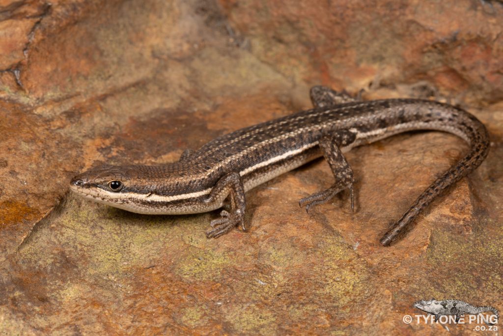 Trachylepis varia - Variable Skink