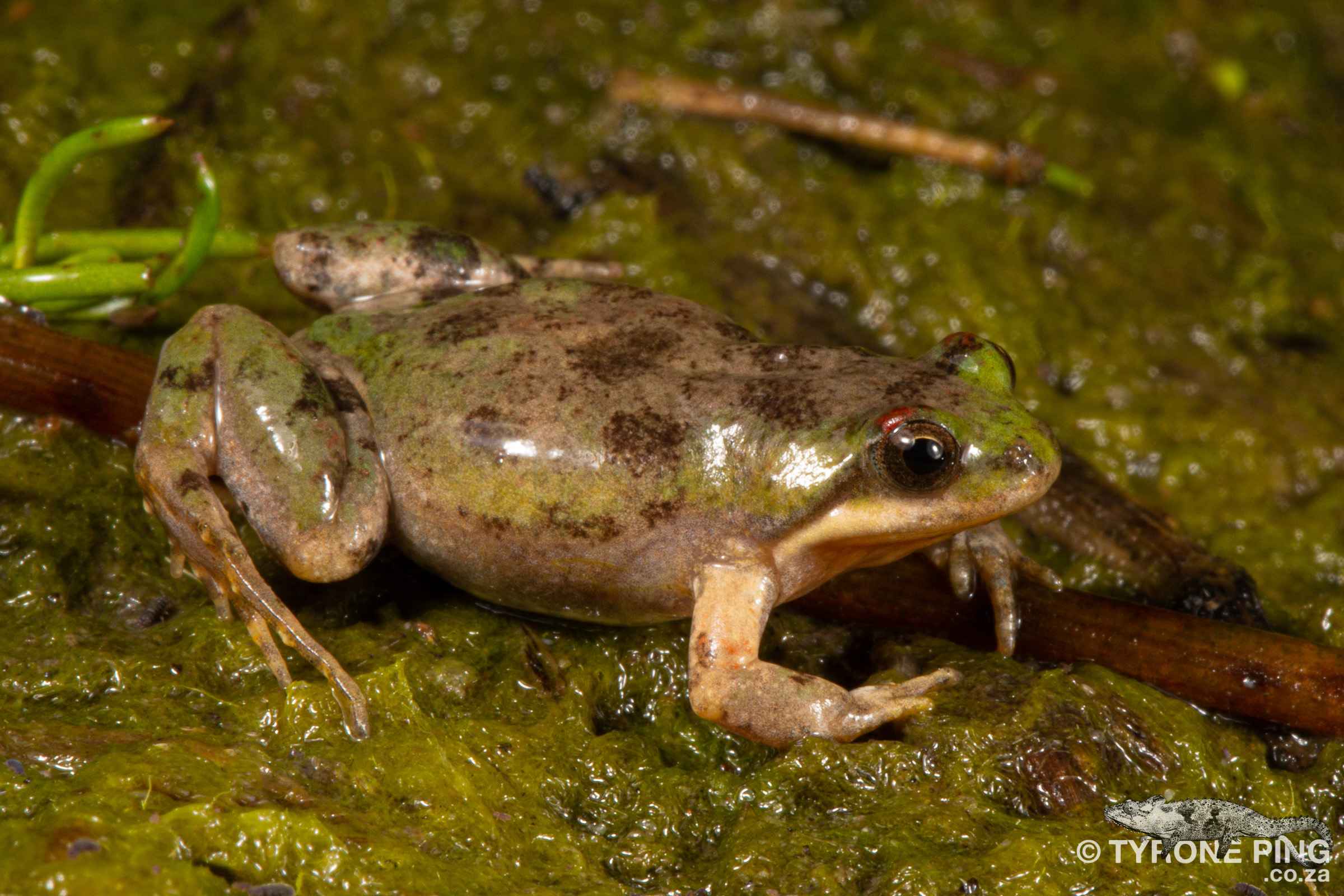 Cacosternum Aggestum - Klipheuwel Caco