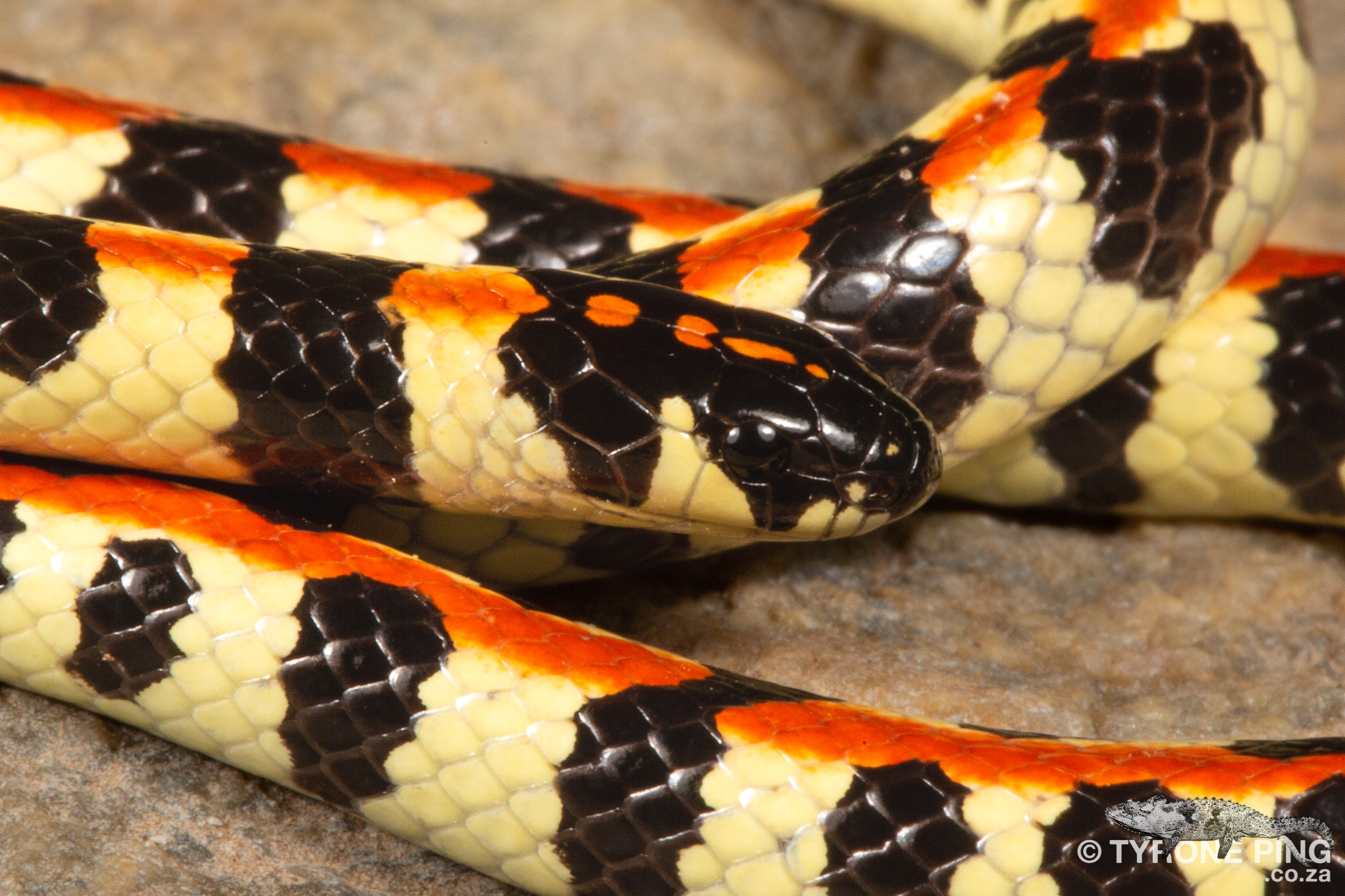 Homoroselaps lacteus - Spotted Harlequin Snake